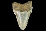 Fossil Megalodon Tooth - North Carolina #109728-2